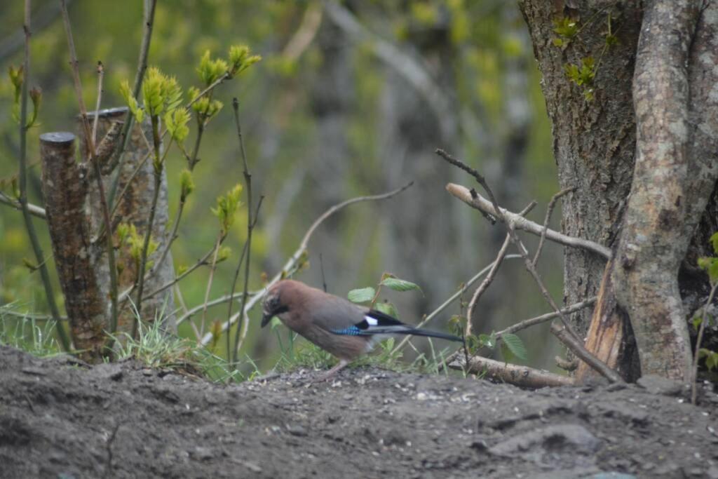 Treehut, Nature, Birds, Silence And Fjord Samlanes المظهر الخارجي الصورة