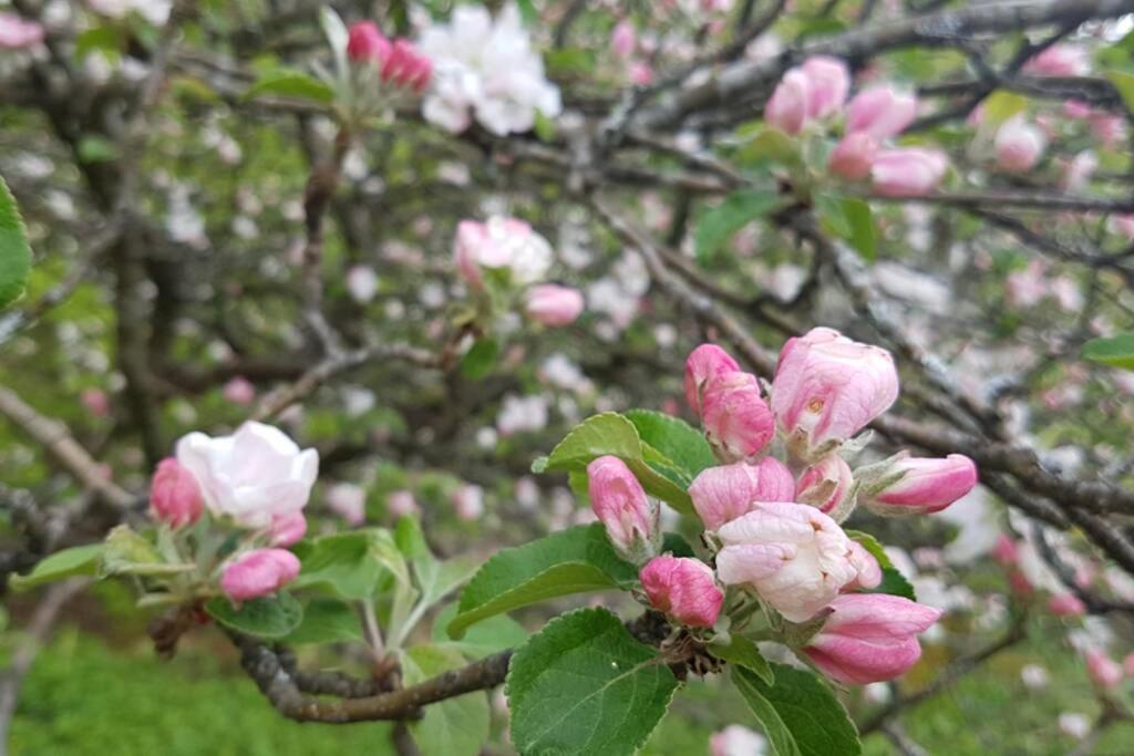 Treehut, Nature, Birds, Silence And Fjord Samlanes المظهر الخارجي الصورة