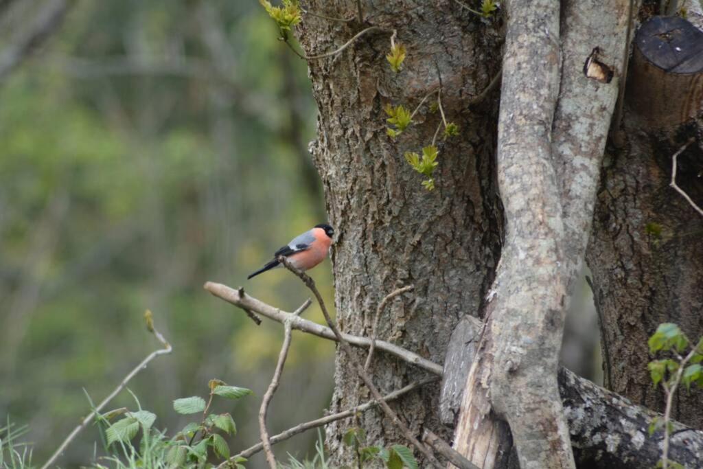 Treehut, Nature, Birds, Silence And Fjord Samlanes المظهر الخارجي الصورة